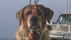 Cujo.jpg Cujo.jpg